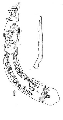 Karkinorhynchus primitivus Karkinorhynchus primitivus