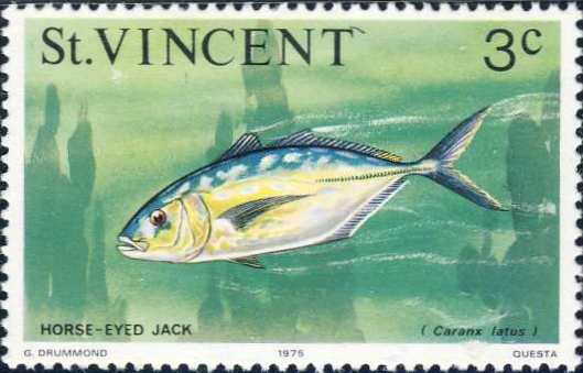Caranx latus Caranx latus