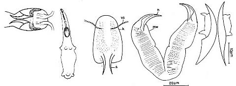 Karkinorhynchus primitivus