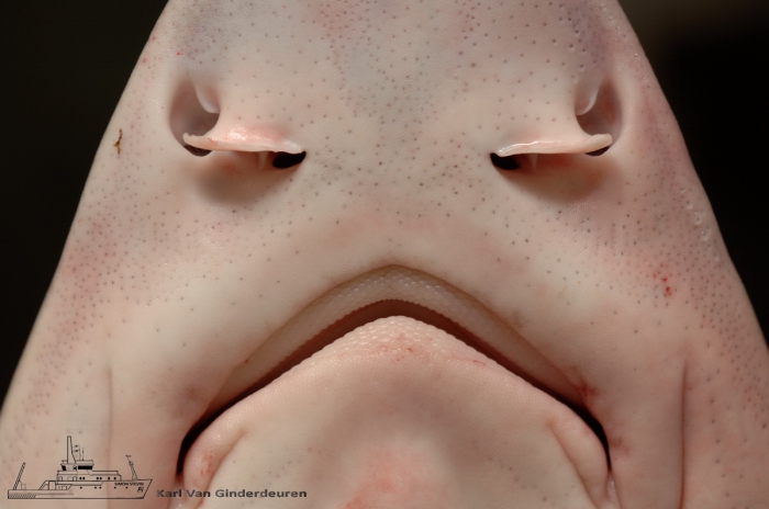 Gevlekte gladde haai Mustelus asterias Gevlekte gladde haai Mustelus asterias