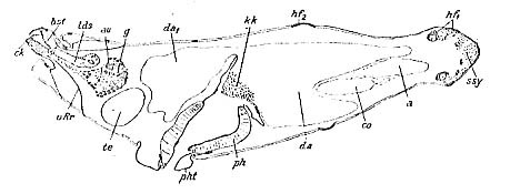 Karkinorhynchus primitivus