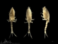 Crustacea (crustaceans)