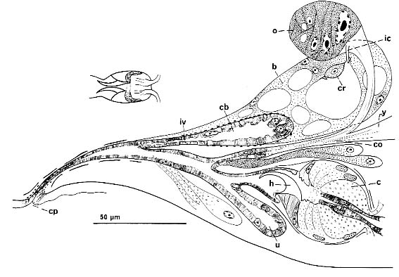 Karkinorhynchus primitivus Karkinorhynchus primitivus