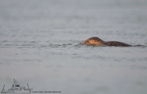 Gewone zeehond Phoca vitulina