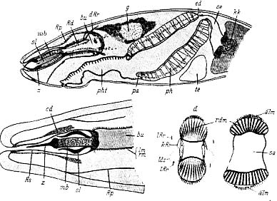 Karkinorhynchus primitivus Karkinorhynchus primitivus