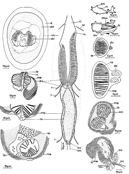 Nematorhynchus parvoacumine