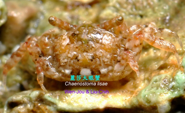Chaenostoma lisae 