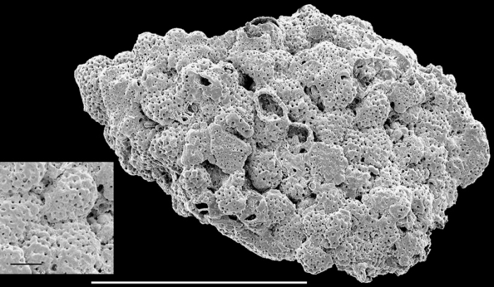 Acervulina inhaerens New Zealand Acervulina inhaerens New Zealand