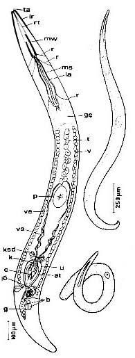 Nematorhynchus parvoacumine