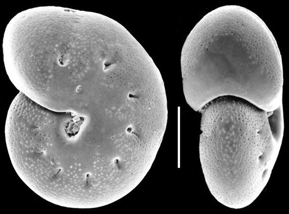 Astrononion novozealandicum New Zealand Astrononion novozealandicum New Zealand