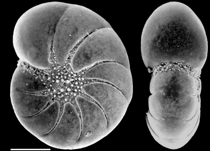 Australononion aoteanum (Vella, 1957) New Zealand