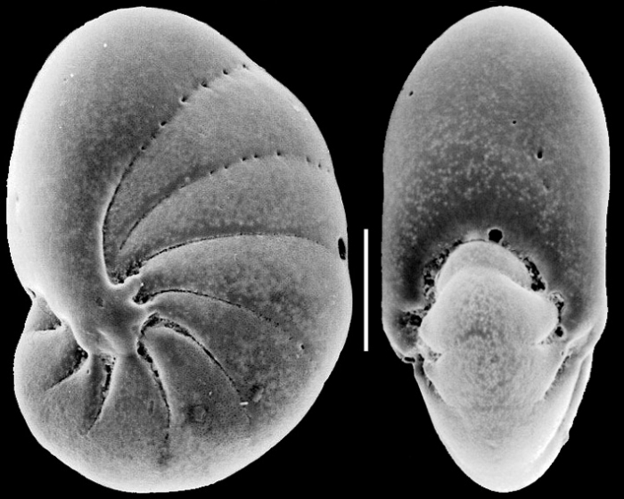 Nonionellina flemingi New Zealand