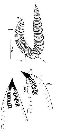 Nematorhynchus parvoacumine Nematorhynchus parvoacumine