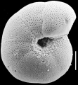 Chromista - Foraminifera (foraminifers)