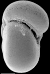 Anomalinoides sphericus New Zealand