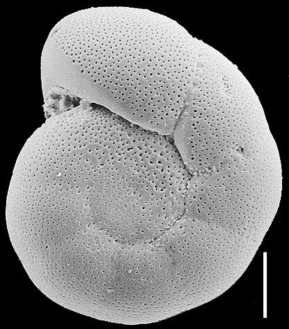 Anomalinoides sphericus New Zealand Anomalinoides sphericus New Zealand
