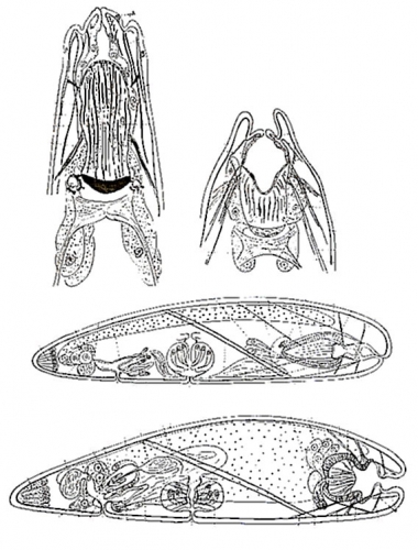 Clyporhynchus monolentis