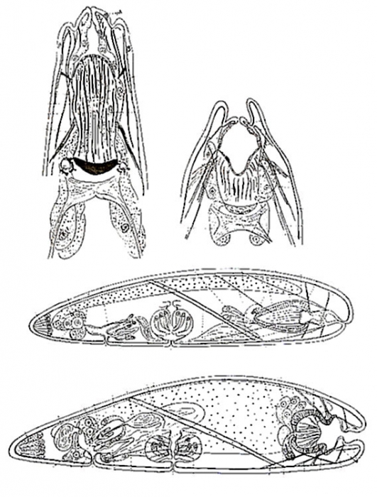 Clyporhynchus monolentis Clyporhynchus monolentis