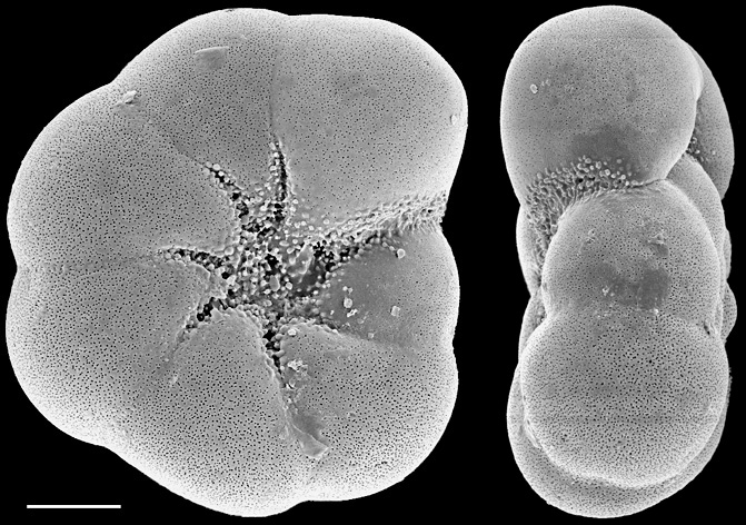 Aubignyna perlucida New Zealand Aubignyna perlucida New Zealand