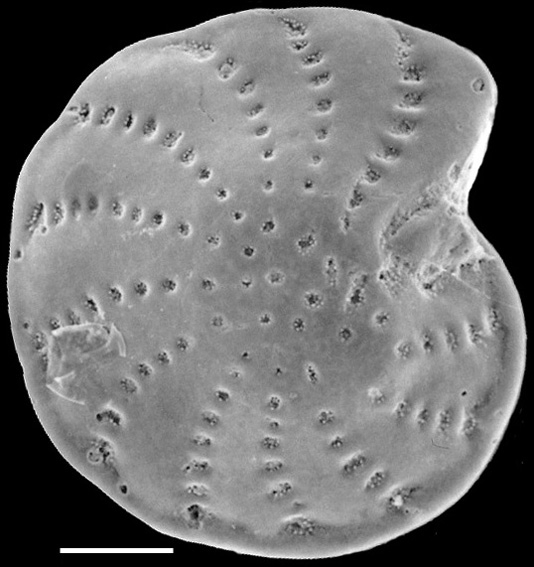 Elphidium charlottense New Zealand Elphidium charlottense New Zealand