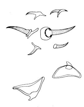 Placorhynchus dimorphis Placorhynchus dimorphis