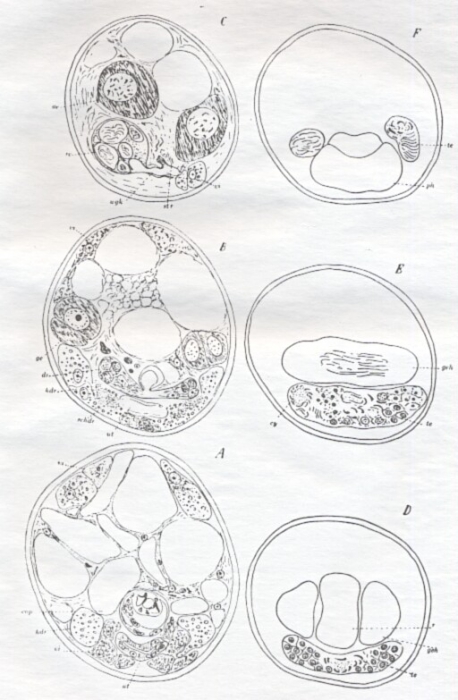Placorhynchus echinulatus Placorhynchus echinulatus