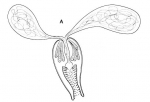 Placorhynchus echinulatus