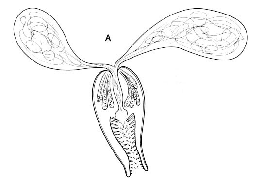 Placorhynchus echinulatus Placorhynchus echinulatus