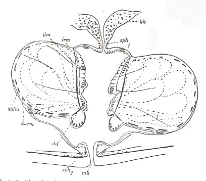 Placorhynchus octaculeatus