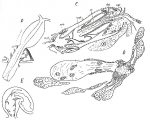 Placorhynchus octaculeatus