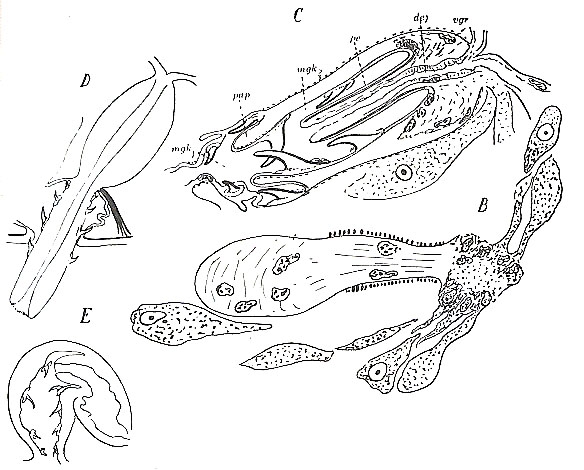 Placorhynchus octaculeatus Placorhynchus octaculeatus