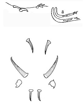 Placorhynchus octaculeatus Placorhynchus octaculeatus