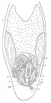 Placorhynchus octaculeatus