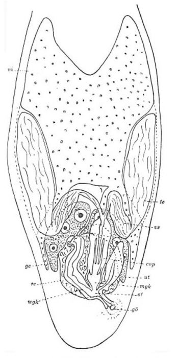 Placorhynchus octaculeatus