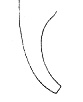 Opisthocystis goettei Opisthocystis goettei