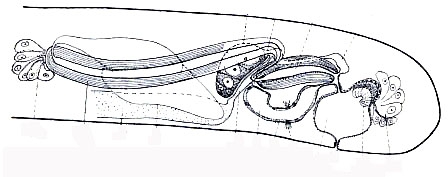 Psammorhynchus tubulipenis