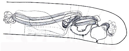 Psammorhynchus tubulipenis Psammorhynchus tubulipenis