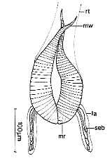 Amphirhynchus caudatus Amphirhynchus caudatus