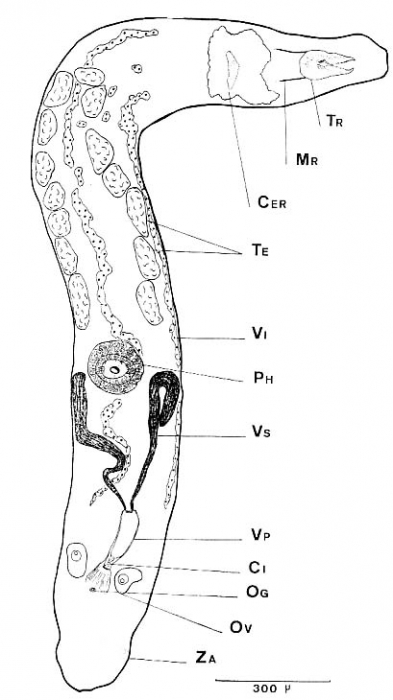 Carcharodorhynchus flavidus Carcharodorhynchus flavidus