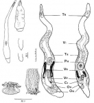 Carcharodorhynchus flavidus
