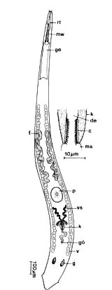 Carcharodorhynchus isolatus