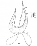 Carcharodorhynchus isolatus