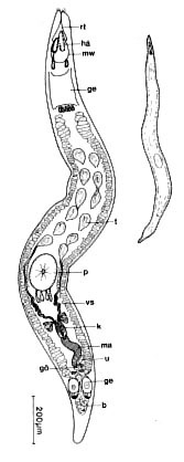 Carcharodorhynchus listensis Carcharodorhynchus listensis