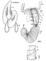 Carcharodorhynchus listensis