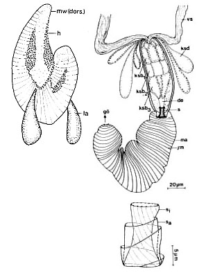 Carcharodorhynchus listensis Carcharodorhynchus listensis