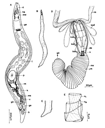 Carcharodorhynchus listensis Carcharodorhynchus listensis