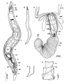 Platyhelminthes (flatworms)