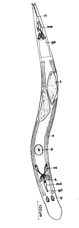Carcharodorhynchus subterraneus Carcharodorhynchus subterraneus
