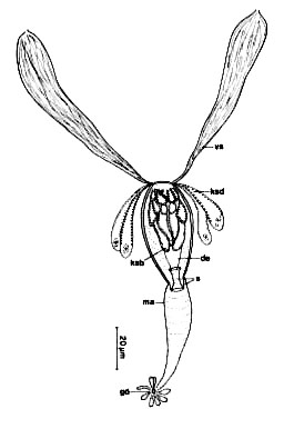 Carcharodorhynchus subterraneus Carcharodorhynchus subterraneus