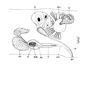 Limirhynchus danicus